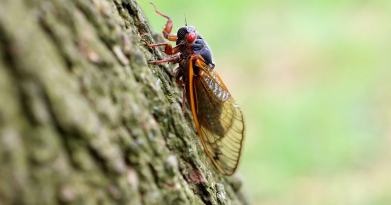 The World Hasn’t Seen Cicadas Like This Since 1803