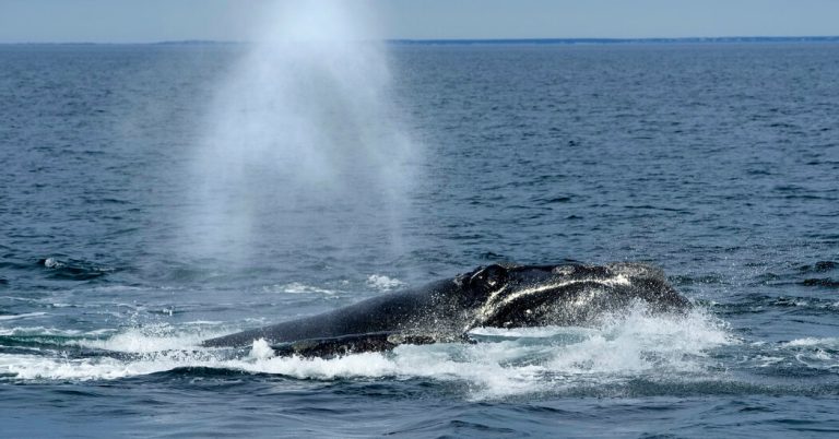 North Atlantic Proper Whale Discovered Lifeless Close to Martha’s Winery