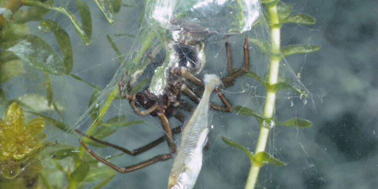 Swimming and spinning aquatic spiders use slick survival methods