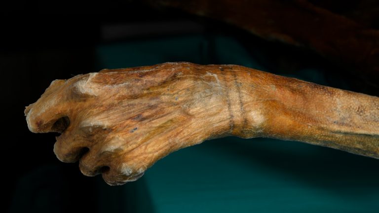 A tattoo experiment hints at how Ötzi the Iceman bought his ink