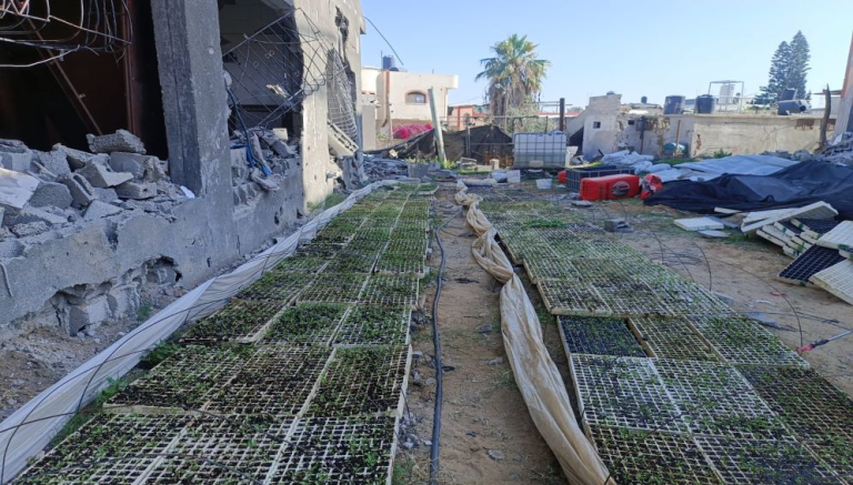 Seeds sown amongst Gaza rubble supply hope of meals