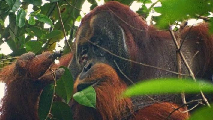 Sumatran Orangutan Noticed Treating Wound with Medicinal Plant