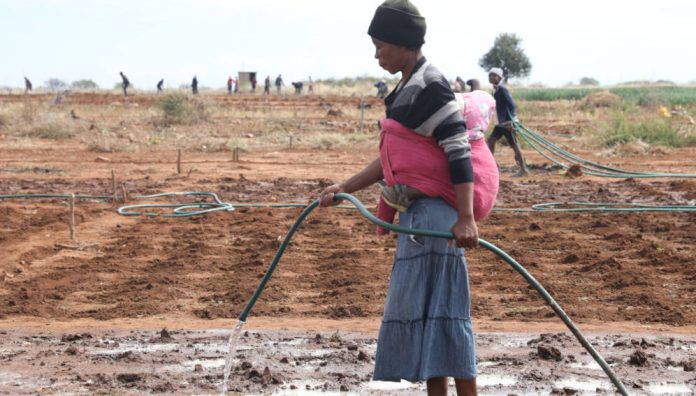 Farmer from Matebeleland South in Southern Zimbabwe, Banele Ncube, waters her freshly planted crops with water from a newly installed irrigation scheme