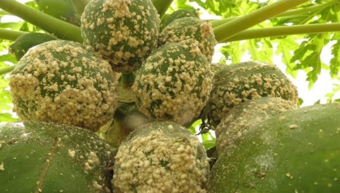 Papaya frutis devastated by papaya mealybug. Photo credit: Courtesy of CABI.ORG