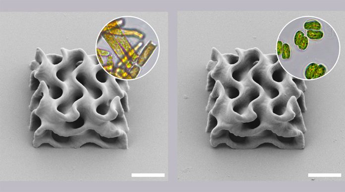 Two structures made from 3D printed microalgae.